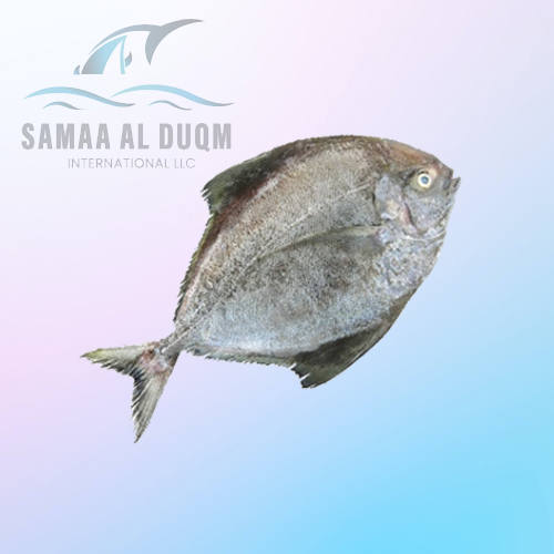 BLACK POMFRET