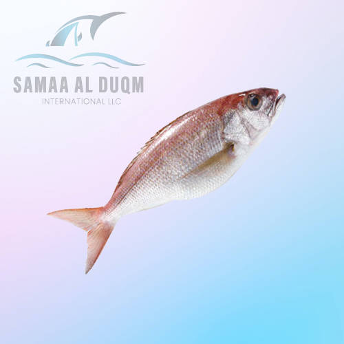 WHITE SNAPPER - PRISTIPOMOIDES MULTIDENS