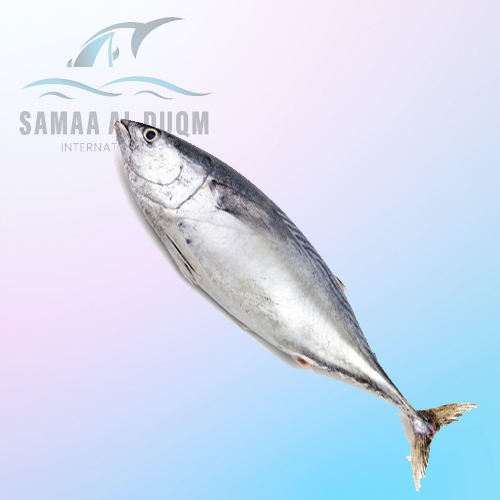 SKIPJACK TUNA KATSUWONUS PELAMIS