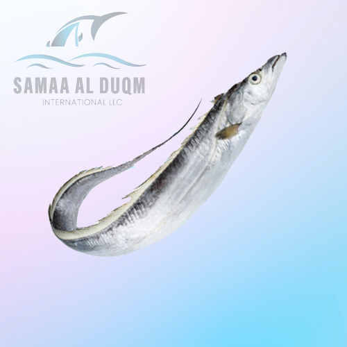 RIBBON FISH - LEPTURACANTHUS SAVALA