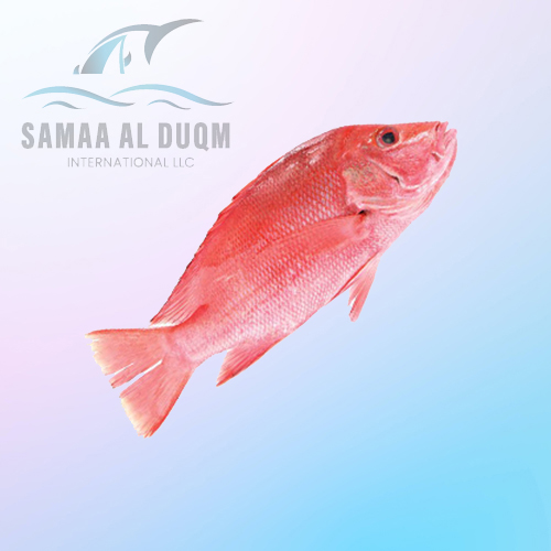 RED SNAPPER - LUTJANUS MALABARICUS