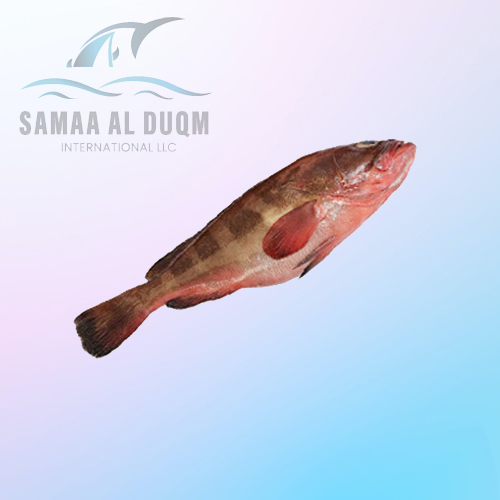 RED BELLY REEF COD - EPINEPHELUS DIACANTHUS