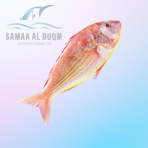 PINK SEA BREAM - NEMIPTERUS JAPONICUS