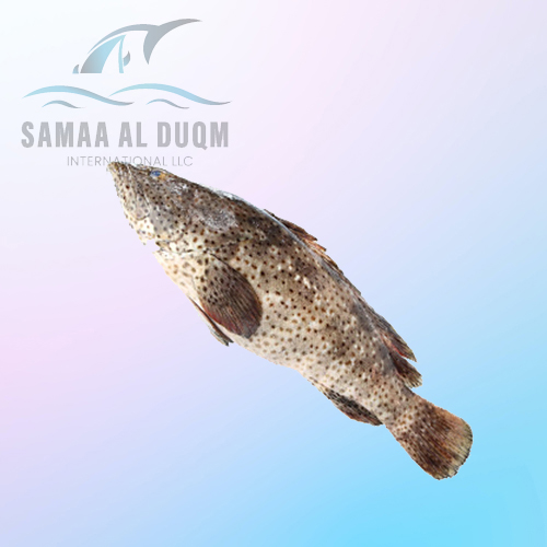 MALABAR REEF COD - EPINEPHELUS MALABARICUS