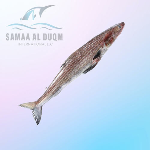 LIZARD FISH - SAURIDA UNDOSQUAMIS
