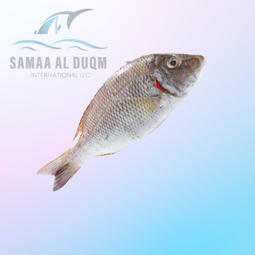 EMPEROR - LETHRINUS NEBULOSUS