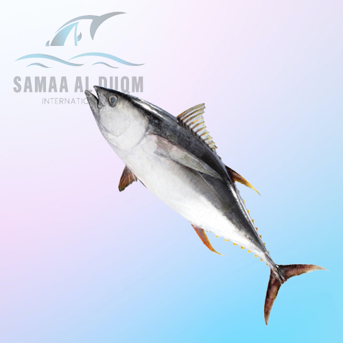 YELLOW FIN TUNA - THUNNUS ALBACARES