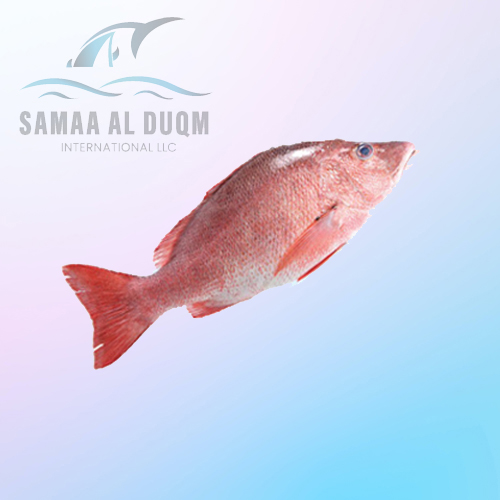 RED SNAPPER - LUTJANUS GIBBUS