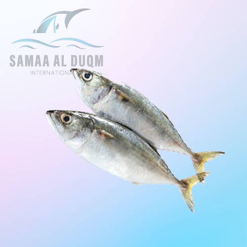 INDIAN MACKEREL - RASTERELLIGER KANAGURTA