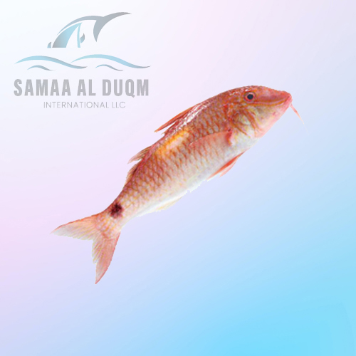 RED MULLET - PARUPENEUS INDICUS