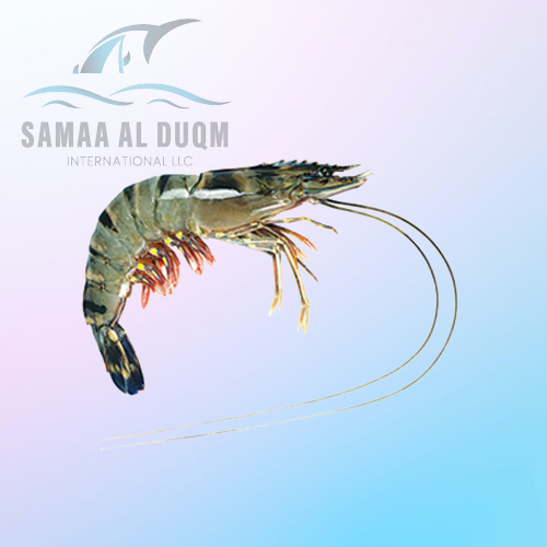 TIGER PRAWN - PENAEUS MONODON