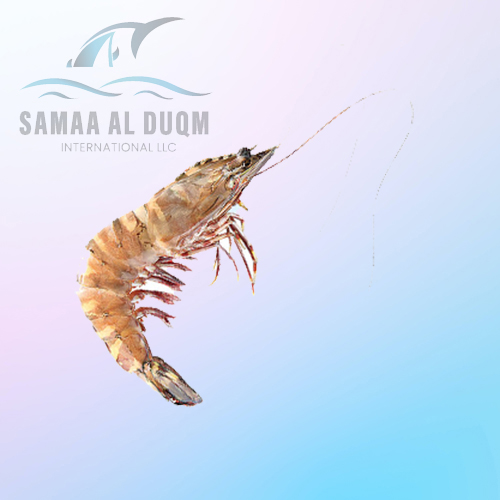 FLOWER SHRIMP - PENAEUS SEMISULCATUS