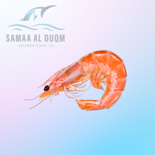 PINK SHRIMP - HETROCARPPUS WOODMASONI