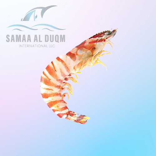 BAMBOO SHRIMP - PENAEUS JAPONICUS
