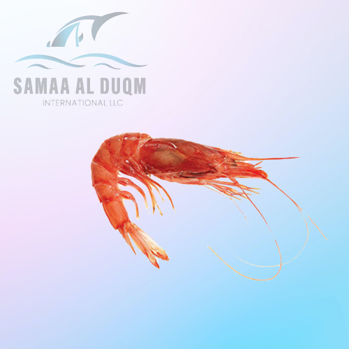RED SHRIMP - ARISTEUS ALCOCK