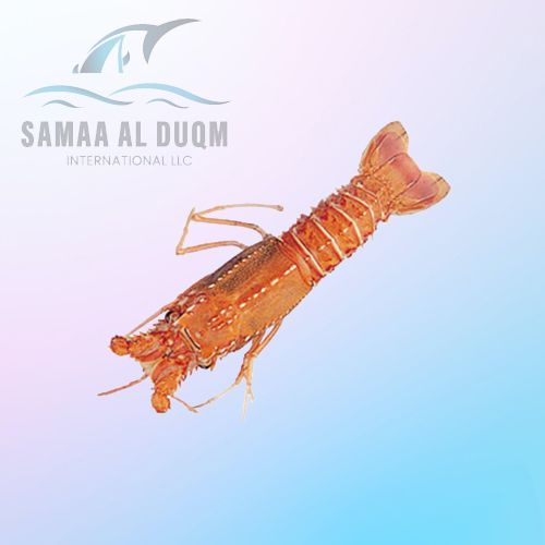 DEEP SEA LOBSTER - PUERULUS SPP