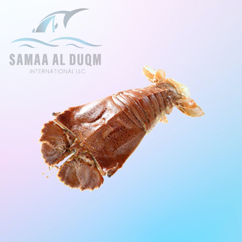 SAND LOBSTER - THENUS ORIENTALIS