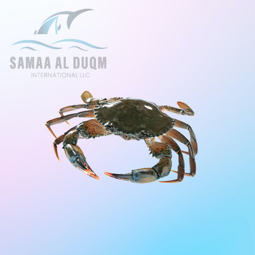 MUD CRAB - SCYLLA SERRATA