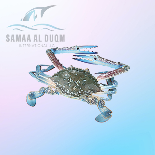BLUE SWIMMING CRAB - PORTUNUS PELAGICUS