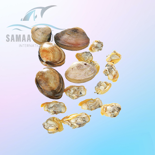 YELLOW CLAM - MERETRIX MERETRIX