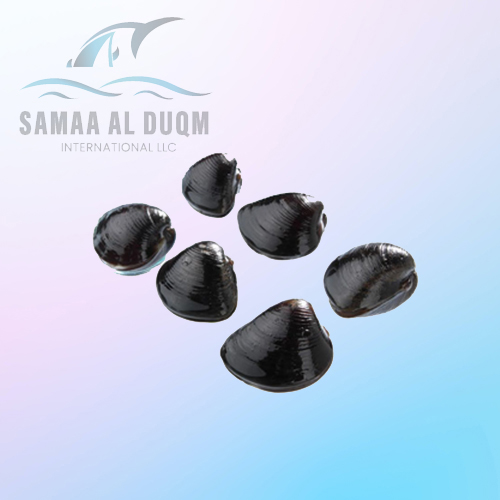 BLACK CLAM - VILLORITA CYPRINOIDES