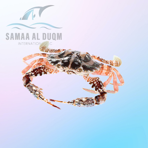 RED CRAB - CHARYBDIS CRUCIATA