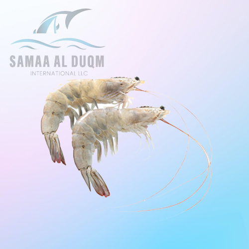 WHITE VANNAMEI SHRIMP LITOPENAEUS VANNAMEI