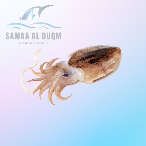 CUTTLEFISH - SEPIA PHARAONIS