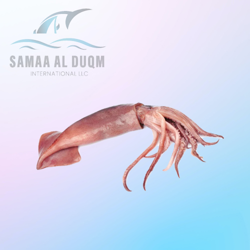 ARROW SQUID - DORYTEUTHIS SIBOGAE