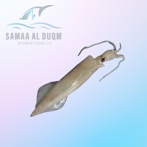 SEMI NEEDLE SQUID - DORYTEUTHIS SINGHALENSIS