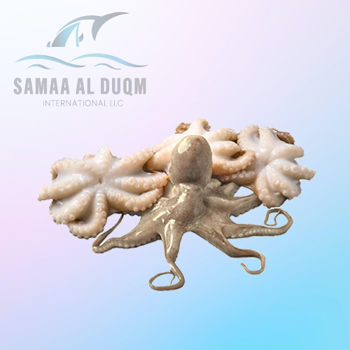 OCTOPUS - OCTOPUS MEMBRANACEUS