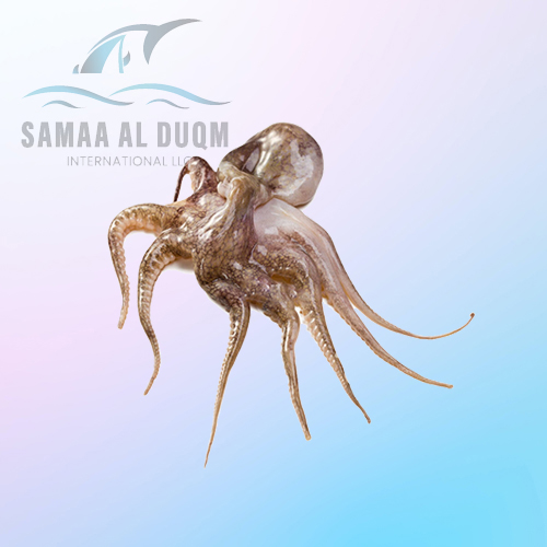 OCTOPUS - OCTOPUS SPP