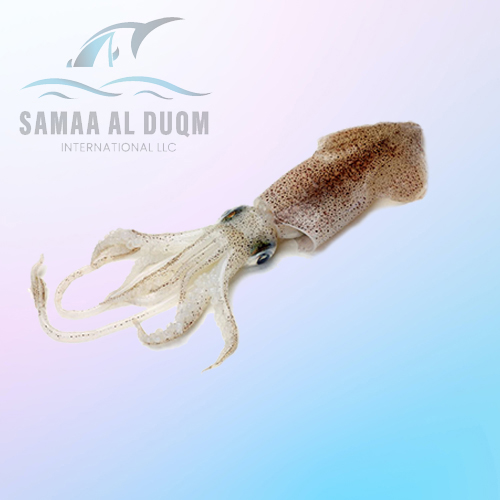 WHITE SQUID - LOLIGO DUVAUCELI